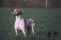 Pedigree HASTRO DES BUVEURS D'AIR Pedigree HASTRO DES BUVEURS D'AIR